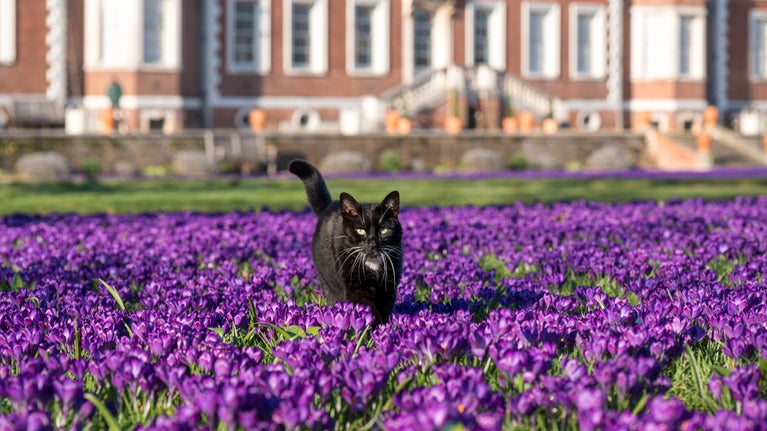 Resident cat Roscoe amongst the crocus at Ham House and Garden, London with the house in the background